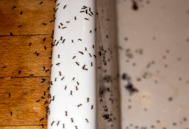 Best Local Pest Control Services  in Hopelawn, NJ
